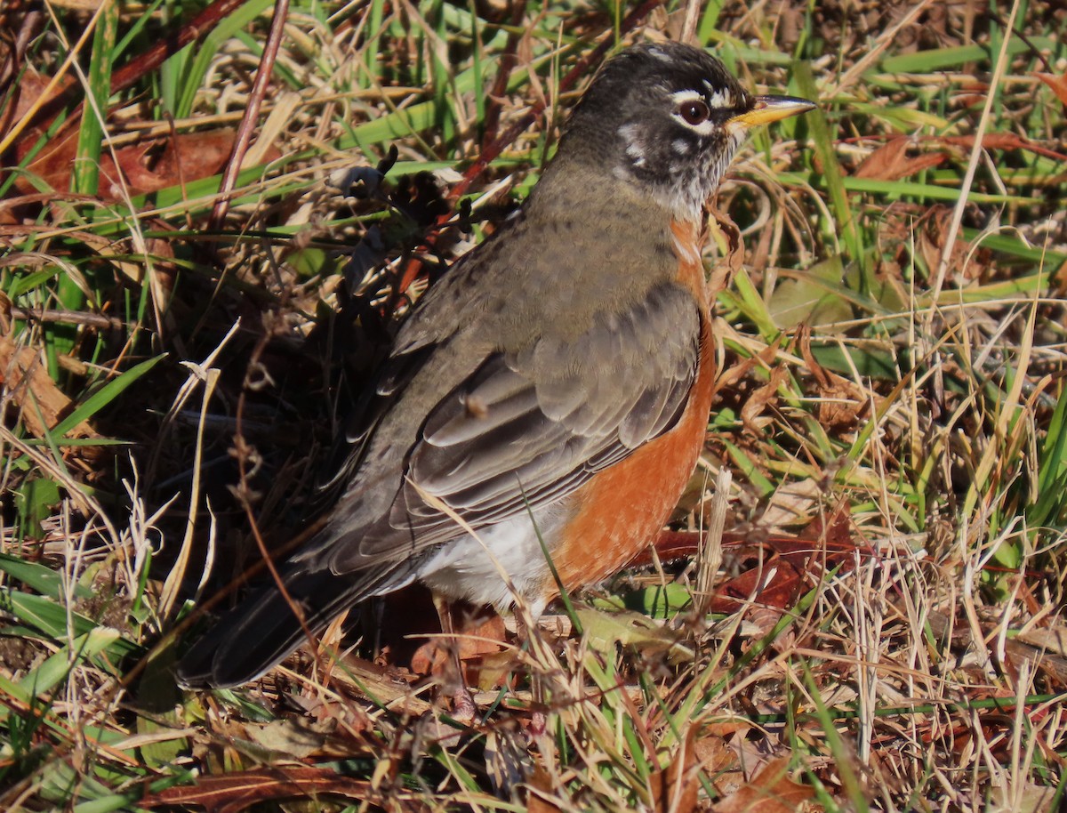 American Robin - ML646453645