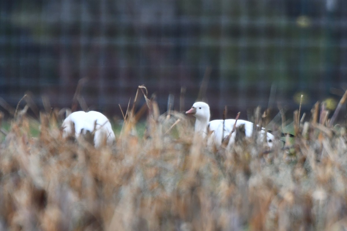 Ross antzara - ML646453646