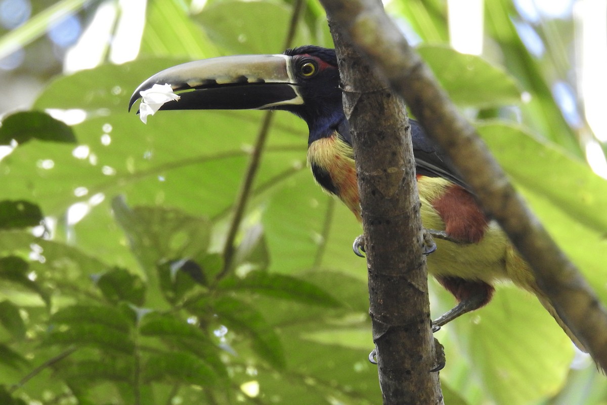 Collared Aracari - ML646453648