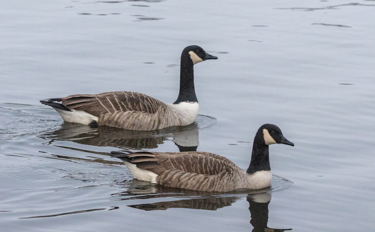 Canada Goose (canadensis Group) - ML646453649
