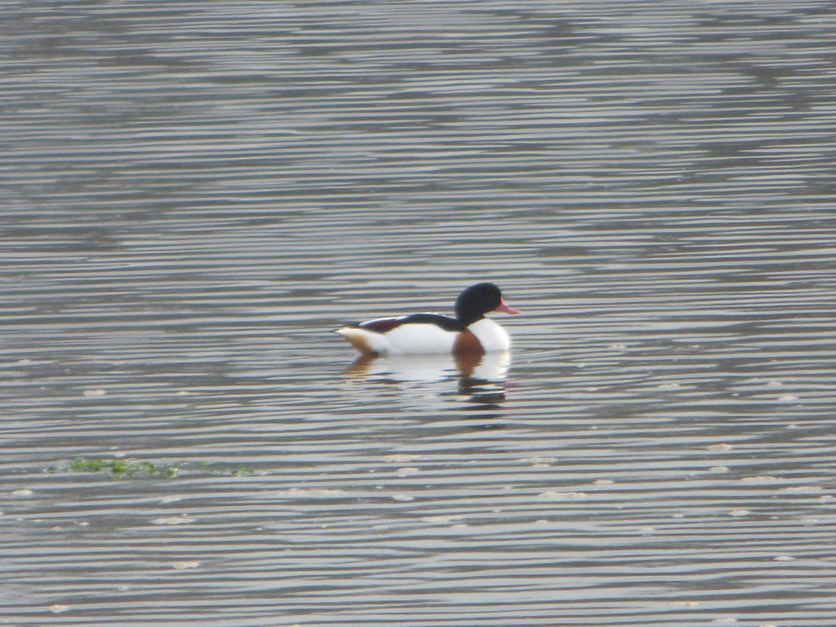Common Shelduck - ML646453651
