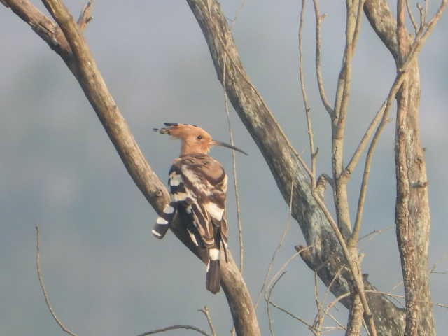 Common Hoopoe - ML646453652
