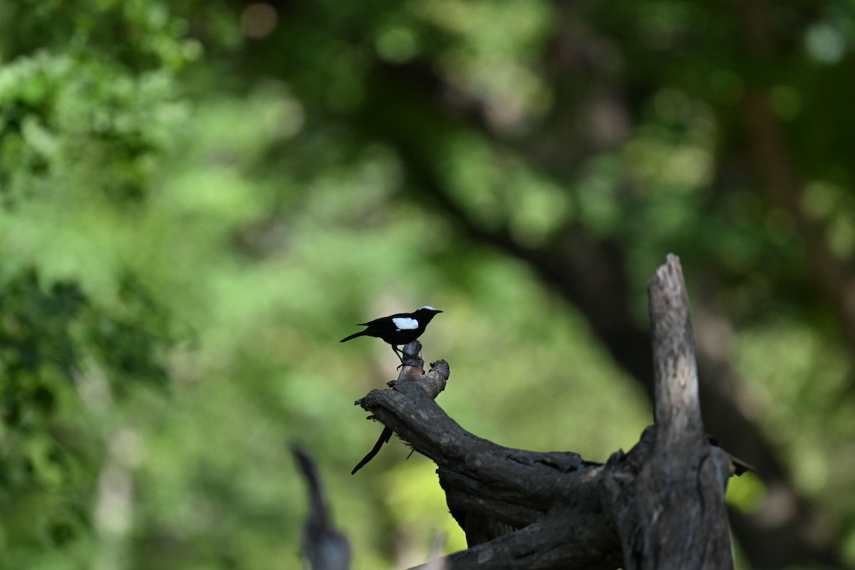 Arnot's Chat (Arnot's) - ML646453654