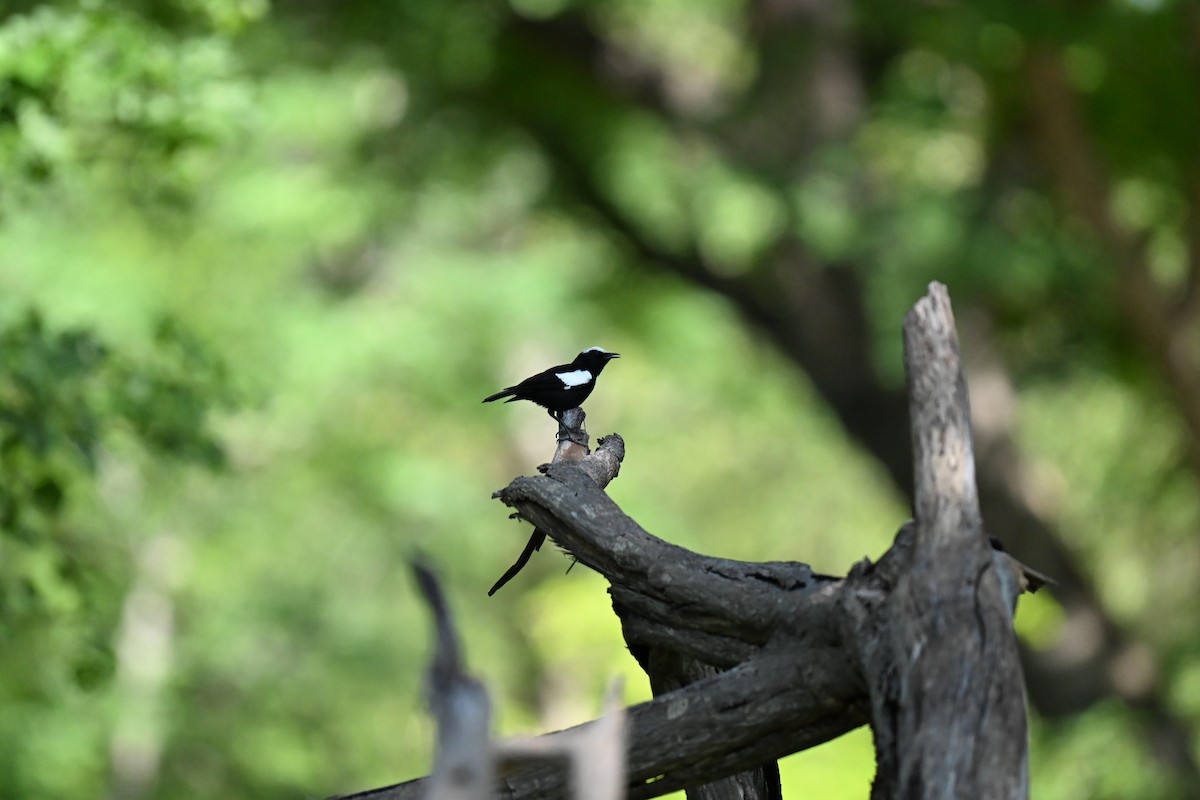 Arnot's Chat (Arnot's) - ML646453655