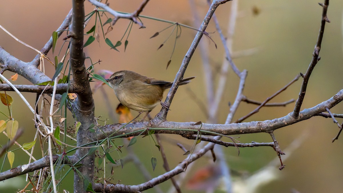 Brownish-flanked Bush Warbler - ML646453656
