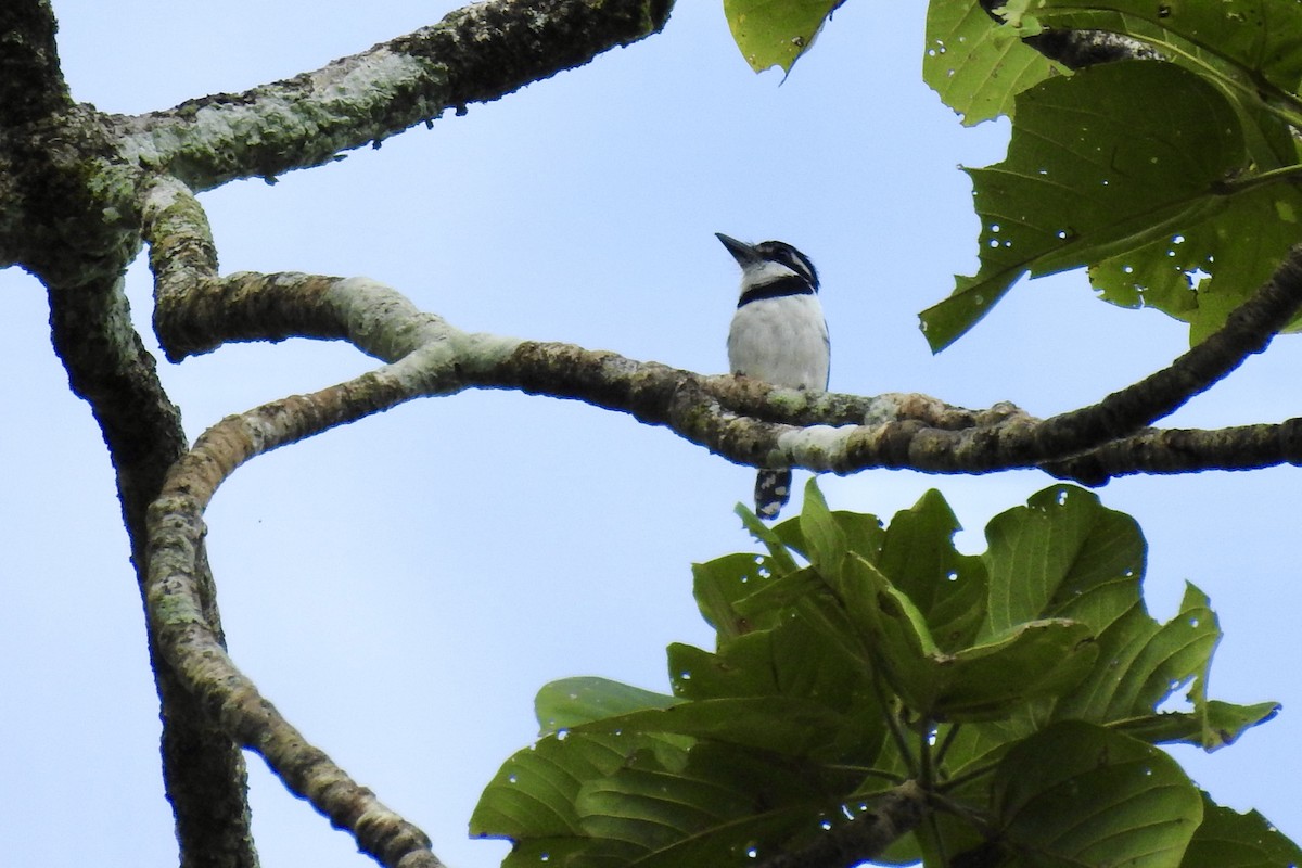 Pied Puffbird - ML646453658