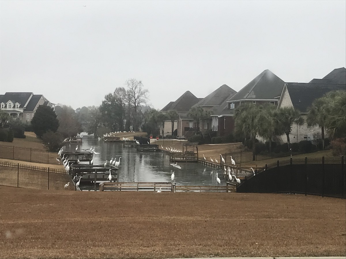 Great Egret - ML646453659