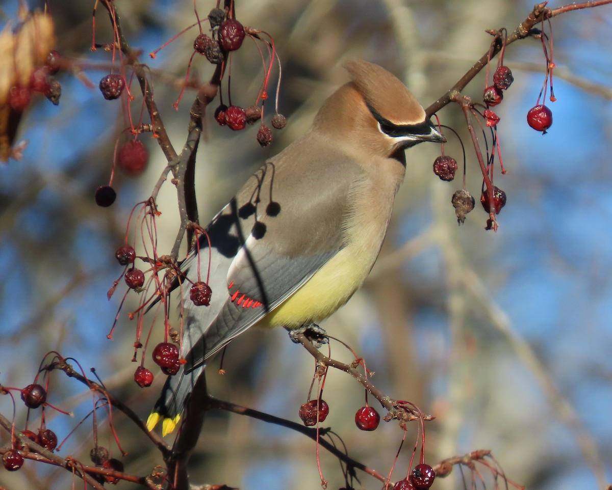Cedar Waxwing - ML646453661