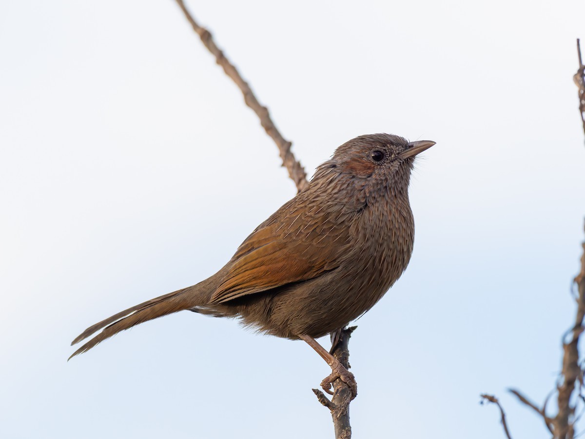 Streaked Laughingthrush - ML646453662