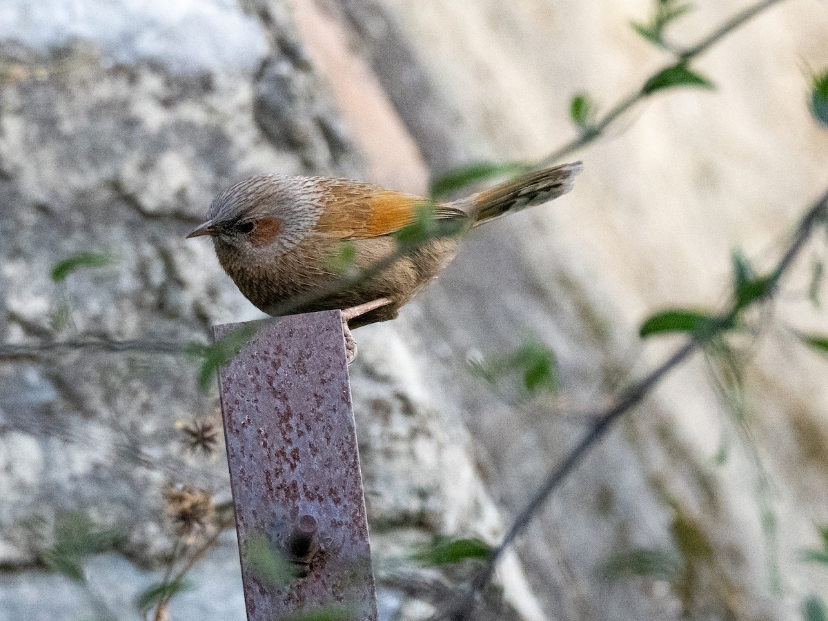 Streaked Laughingthrush - ML646453663