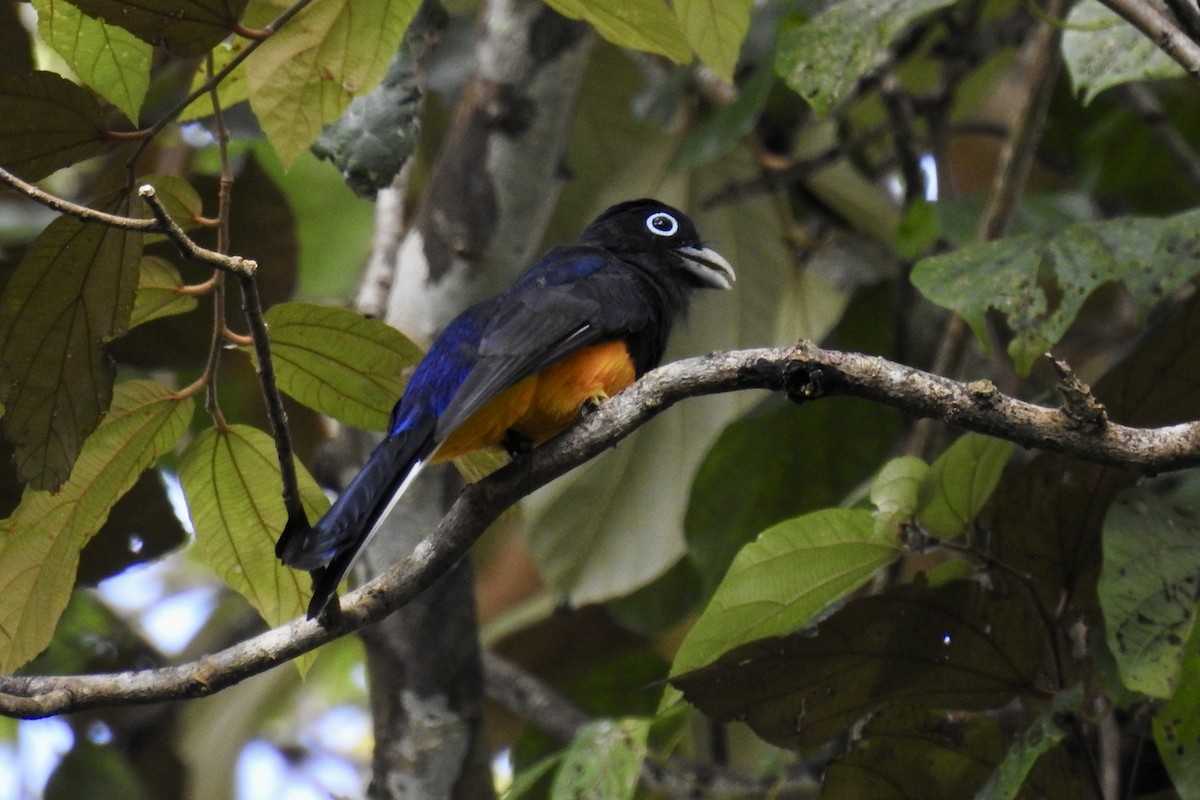 White-tailed Trogon - ML646453664