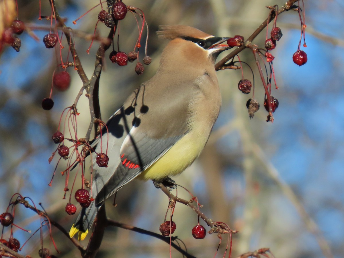 Cedar Waxwing - ML646453665