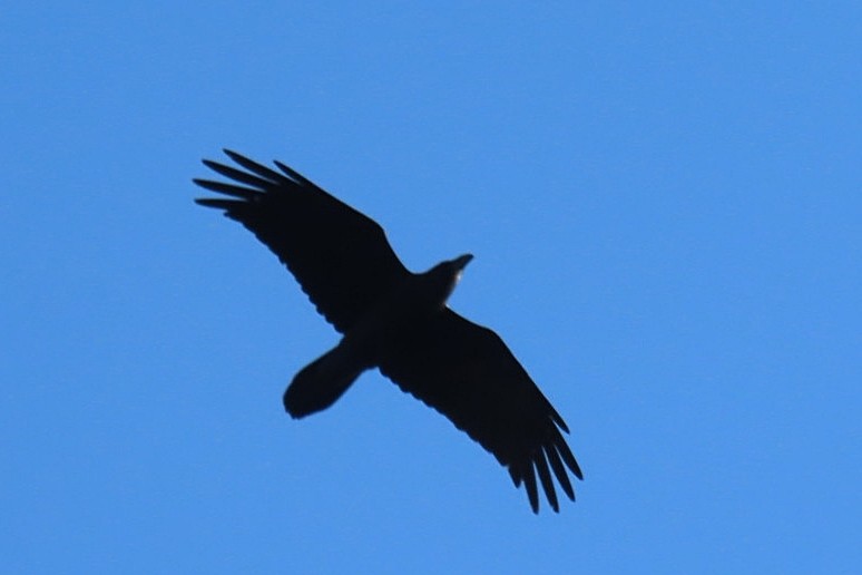 Common Raven - ML646453666