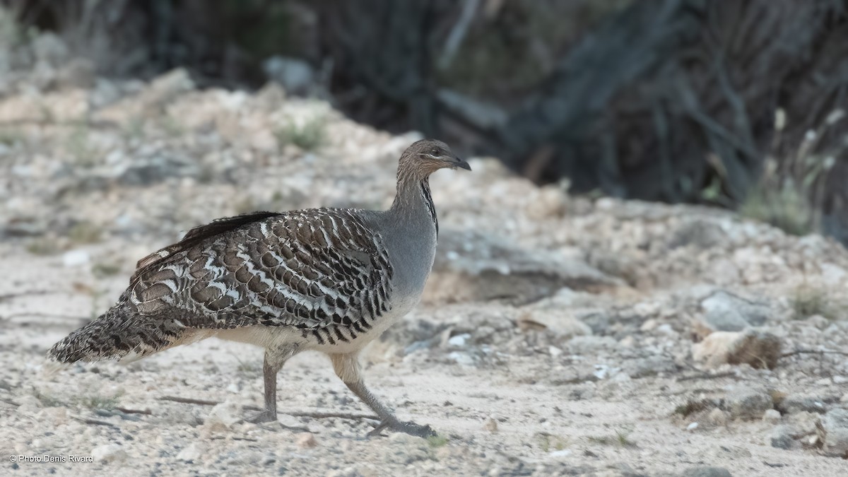 tabon holubí - ML646453669