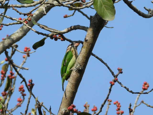 White-cheeked Barbet - ML646453671