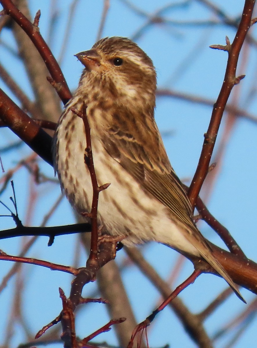 Purple Finch - ML646453673