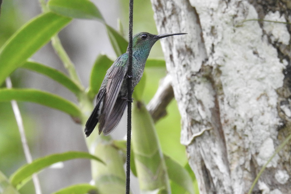 White-vented Plumeleteer - ML646453674