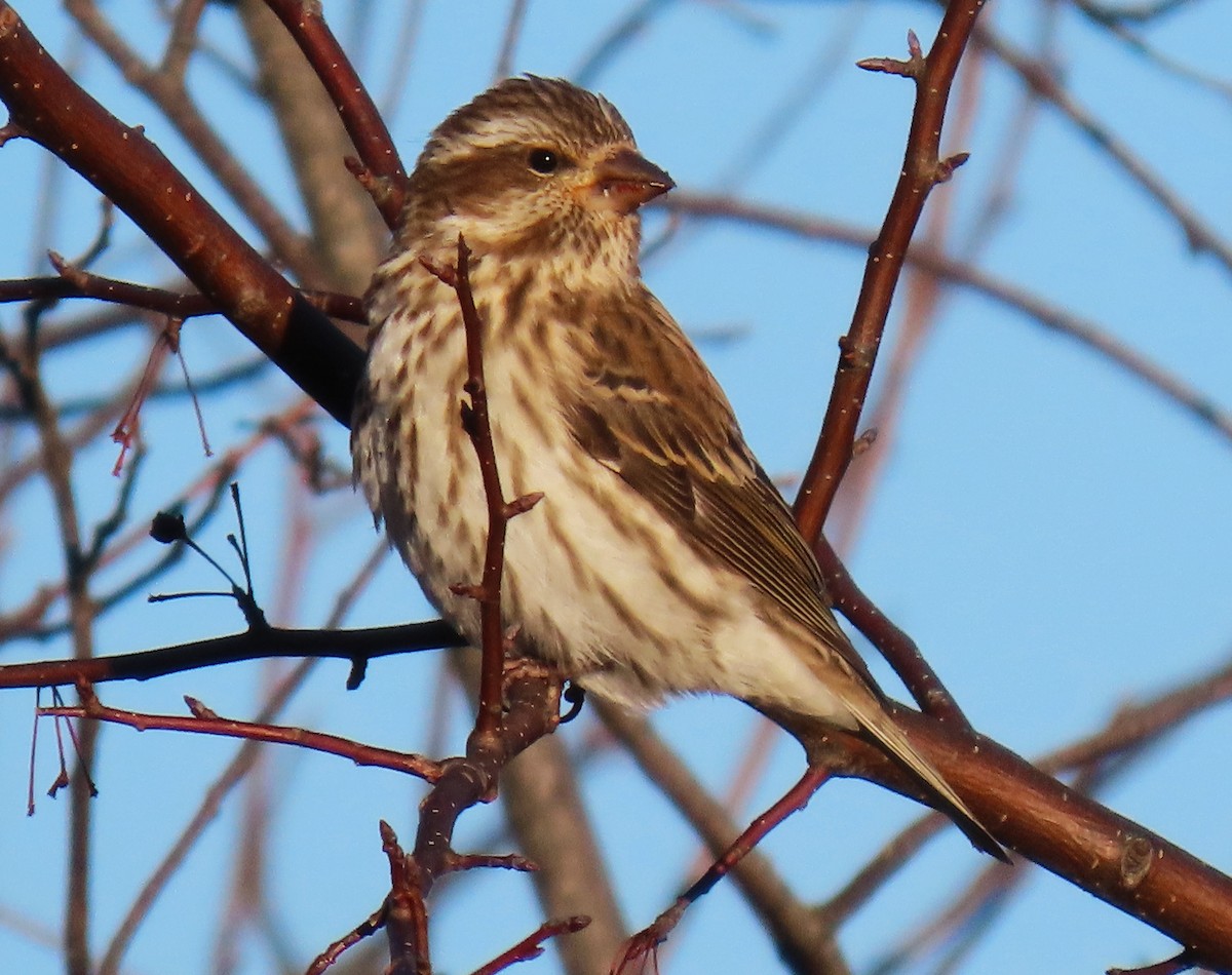 Purple Finch - ML646453685
