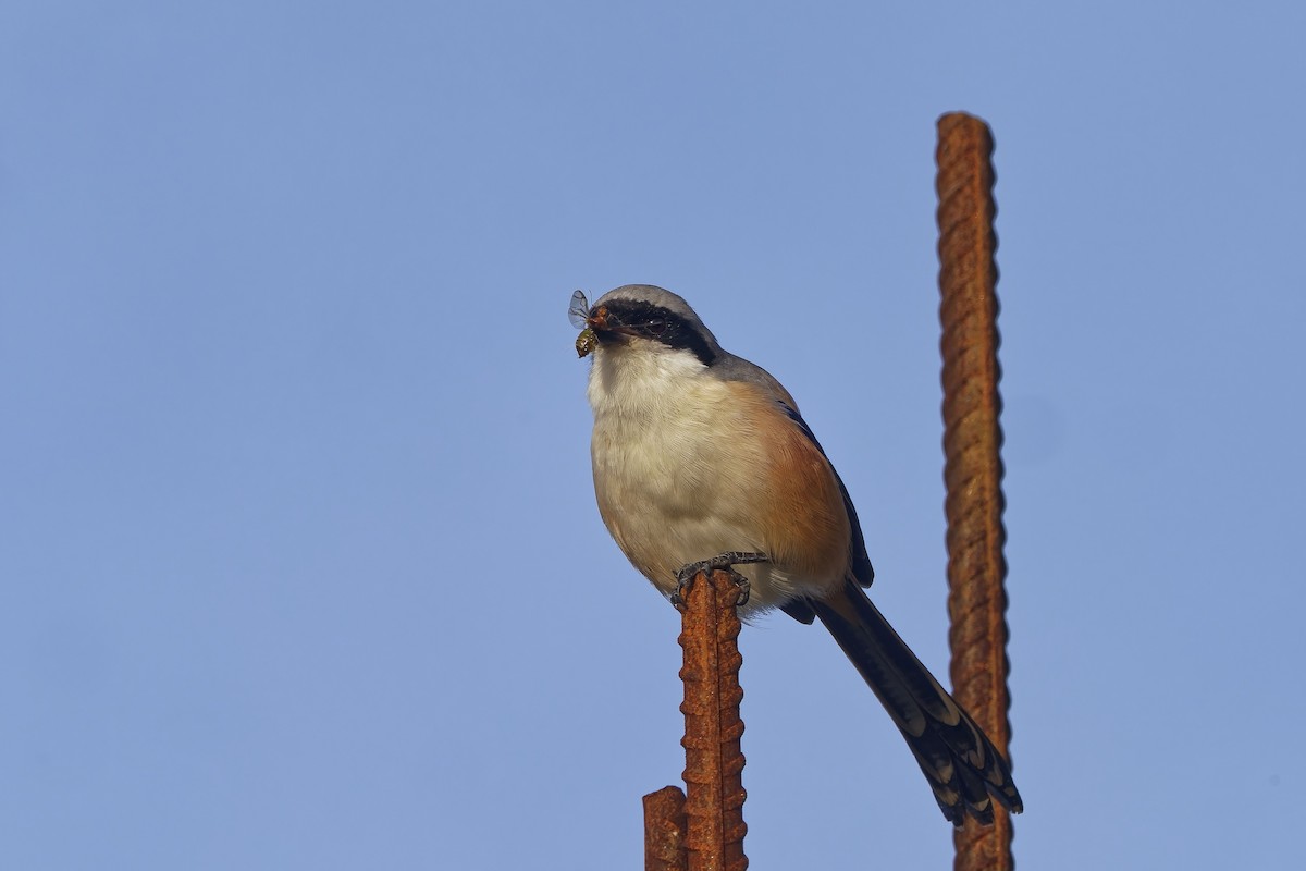 Long-tailed Shrike - ML646453686