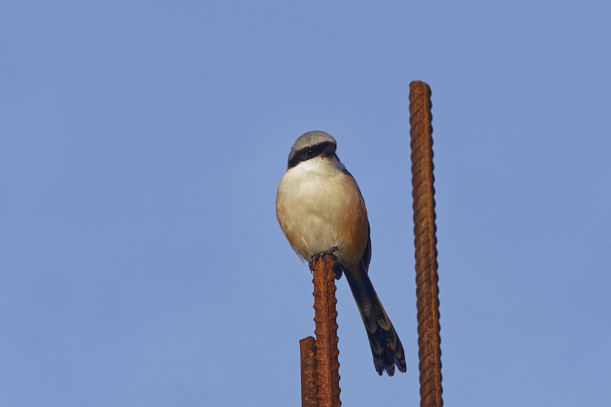 Long-tailed Shrike - ML646453687