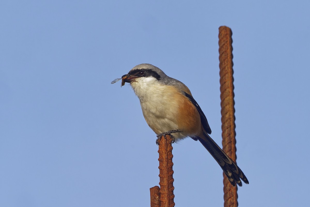 Long-tailed Shrike - ML646453688