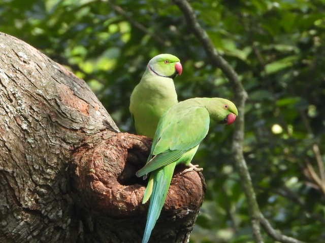 Rose-ringed Parakeet - ML646453691