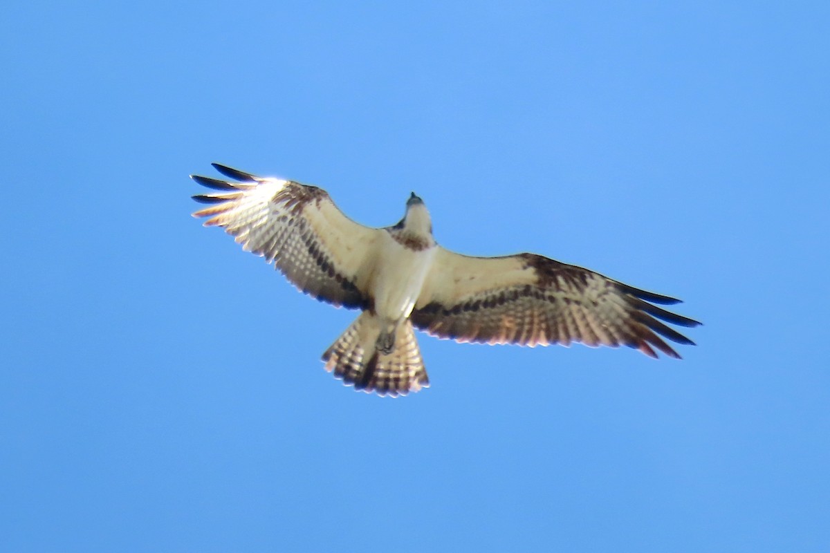 Osprey - ML646453694