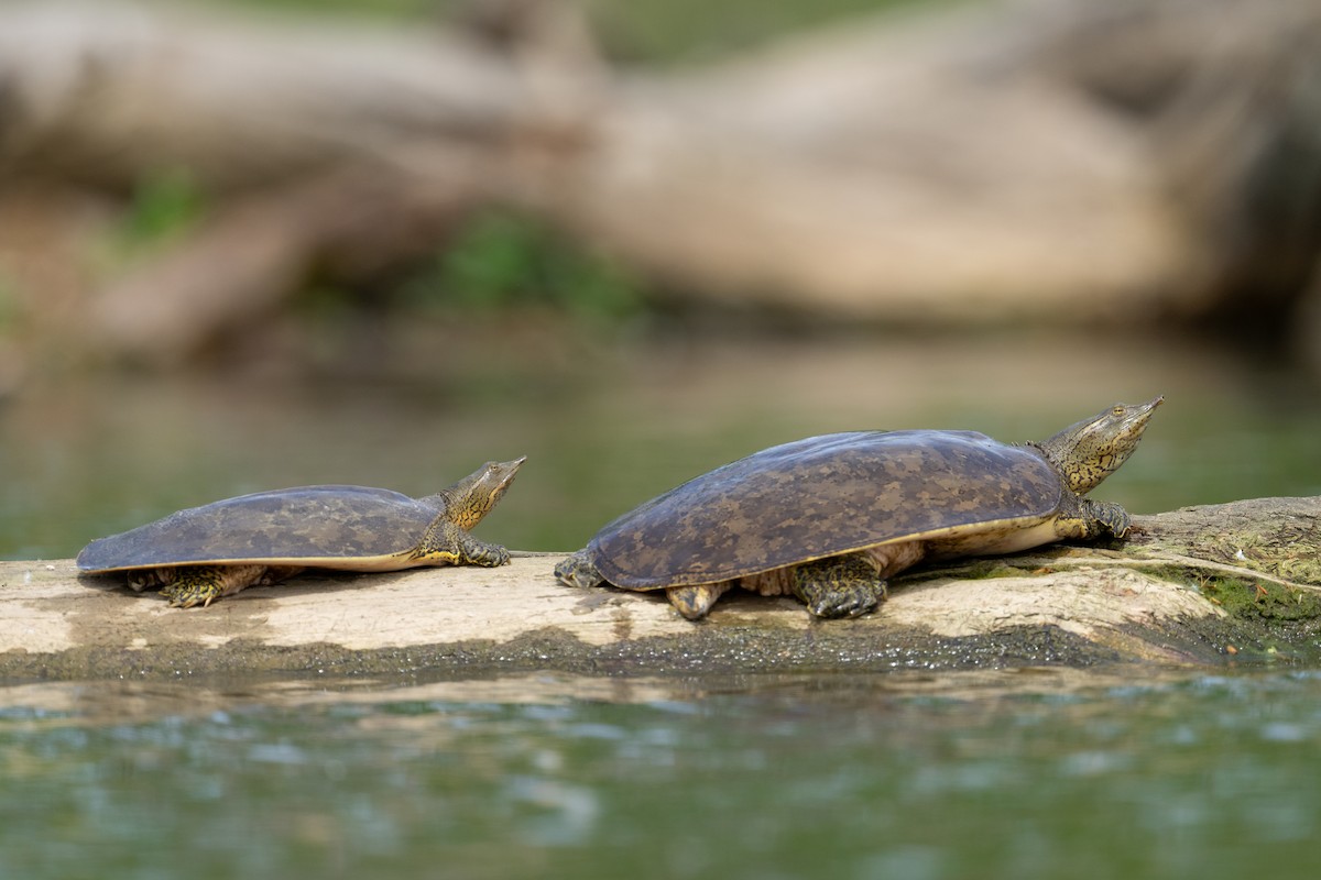 Spiny Softshell - ML646453695