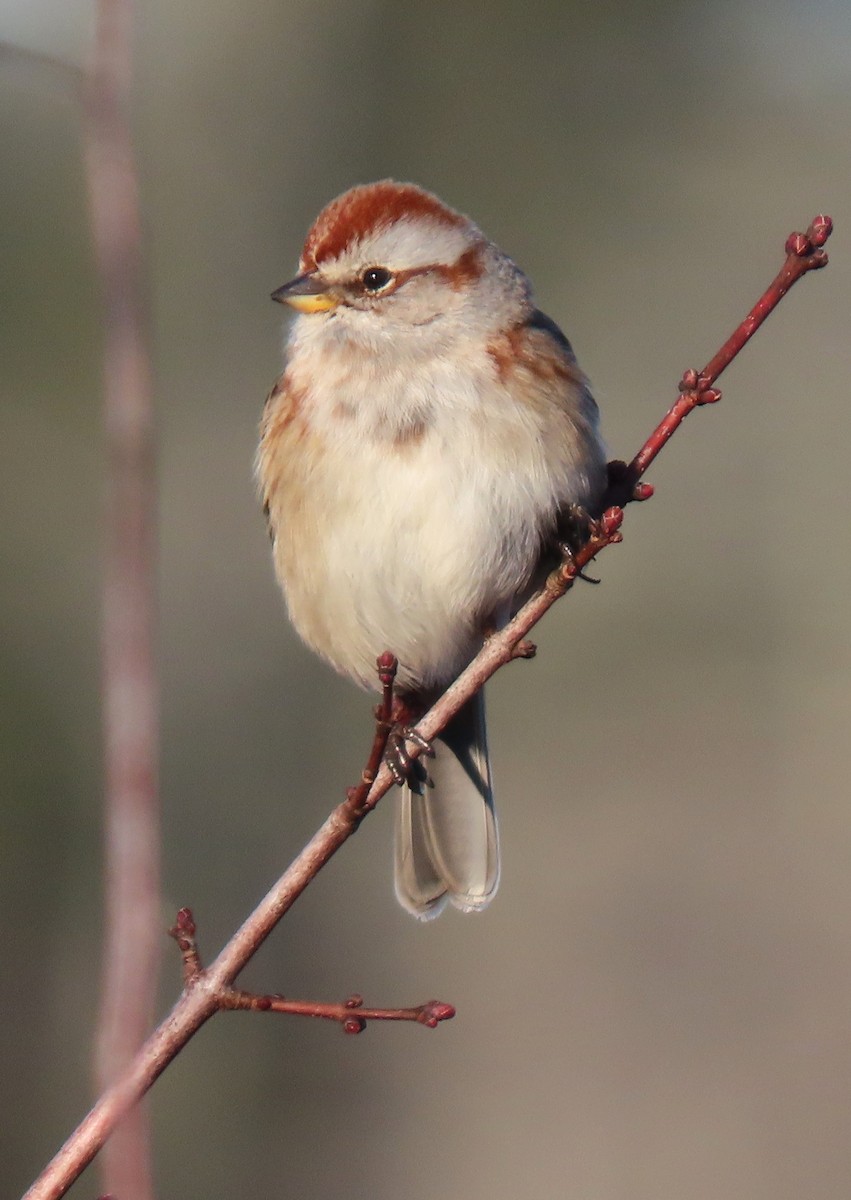 American Tree Sparrow - ML646453697