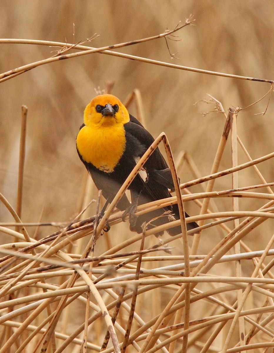 Yellow-headed Blackbird - ML646453699