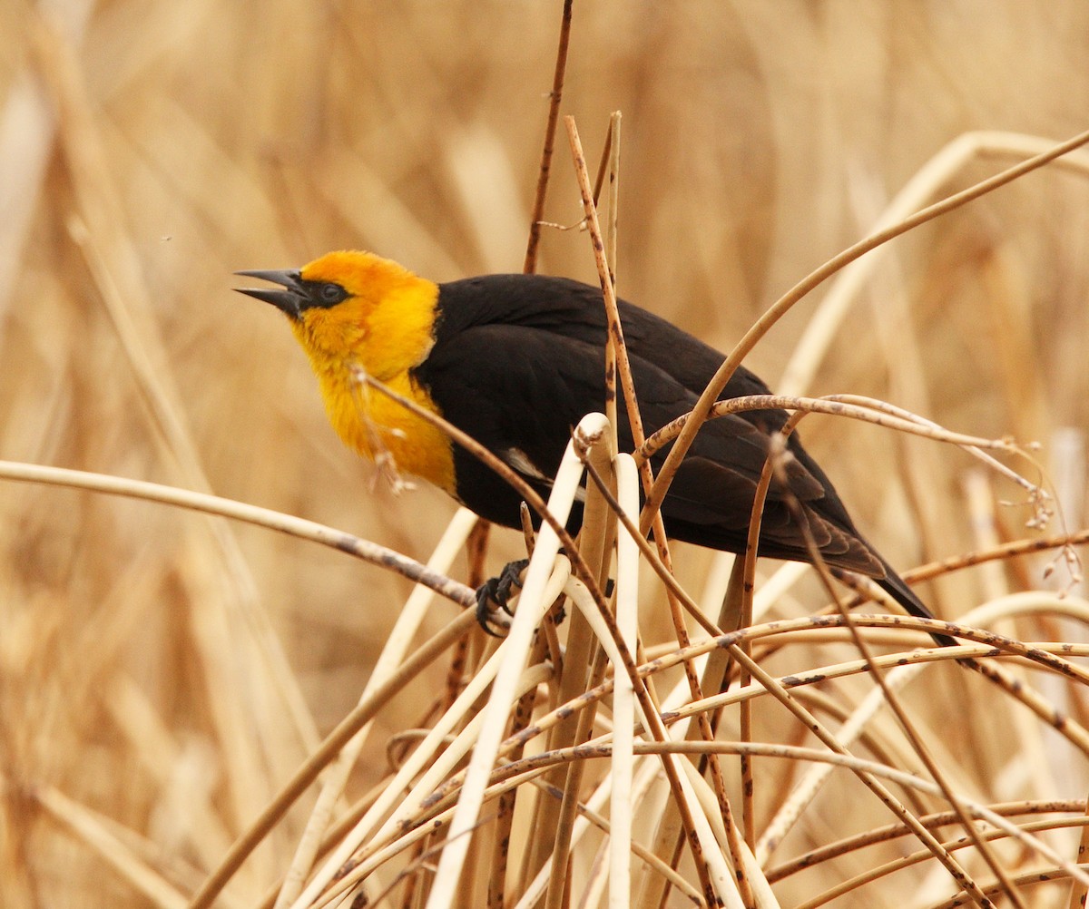 Yellow-headed Blackbird - ML646453700