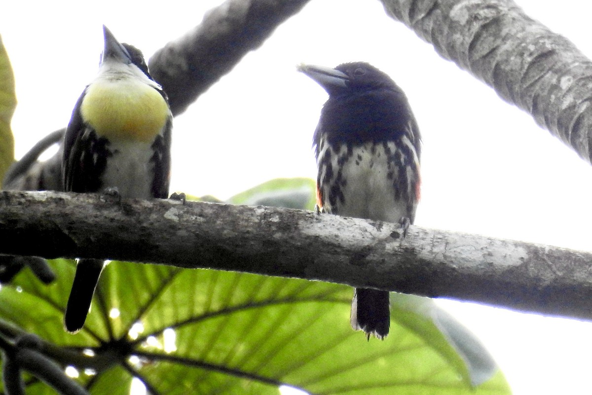 Spot-crowned Barbet - ML646453702