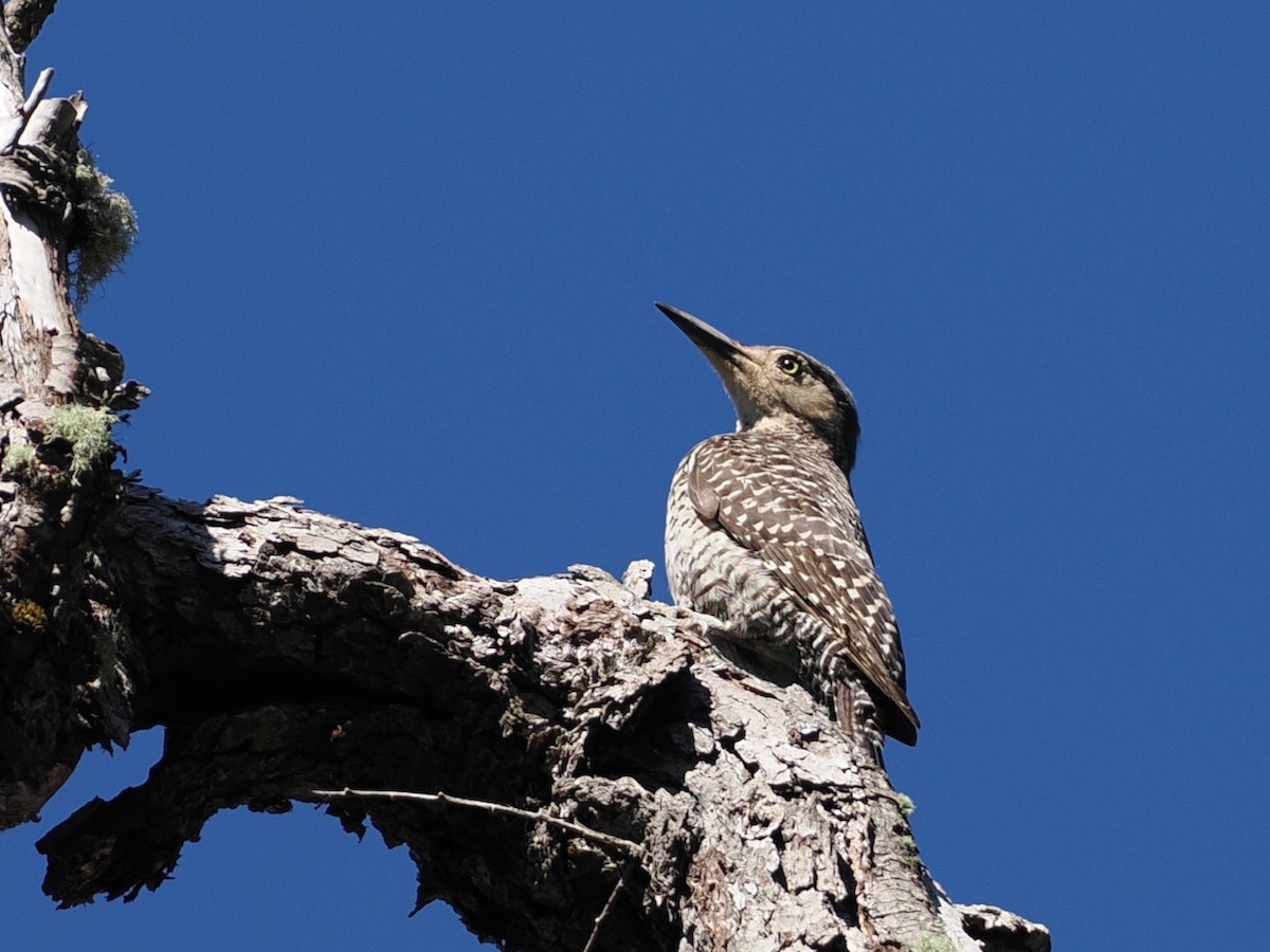 Pic du Chili - ML646453703