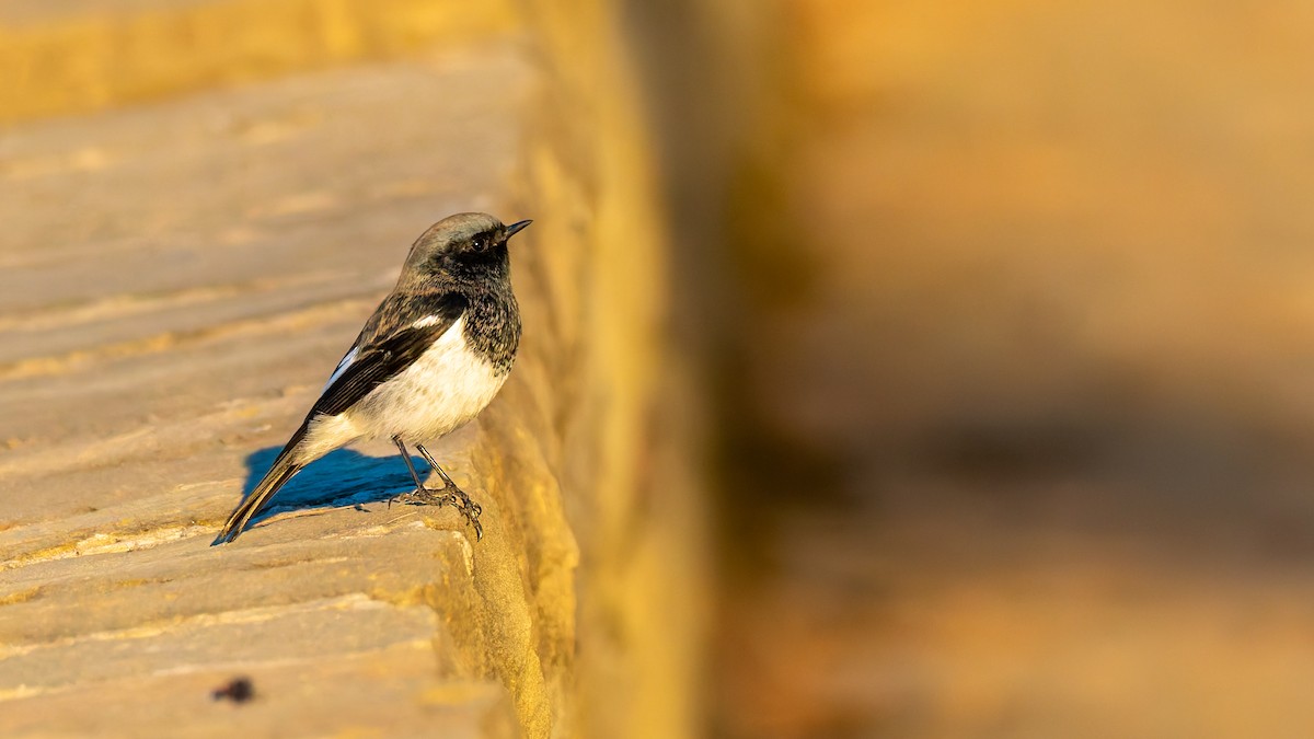 Blue-capped Redstart - ML646453705