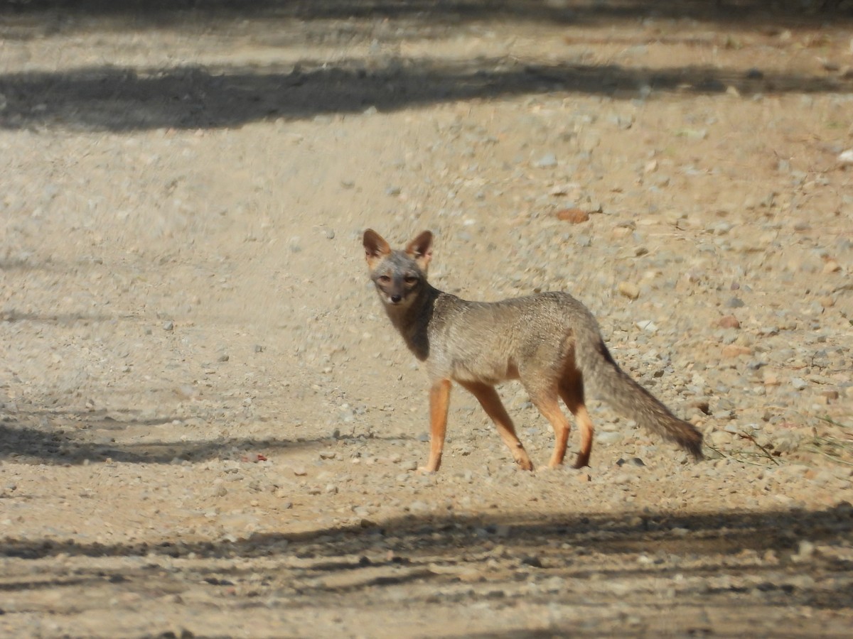 Sechuran Fox - ML646453711