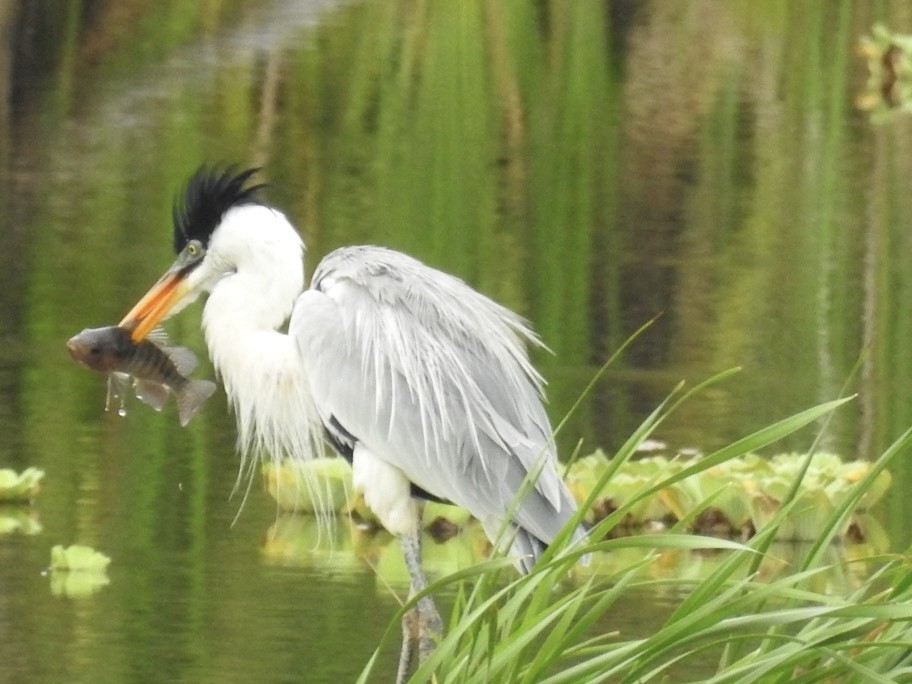 Cocoi Heron - ML646453715