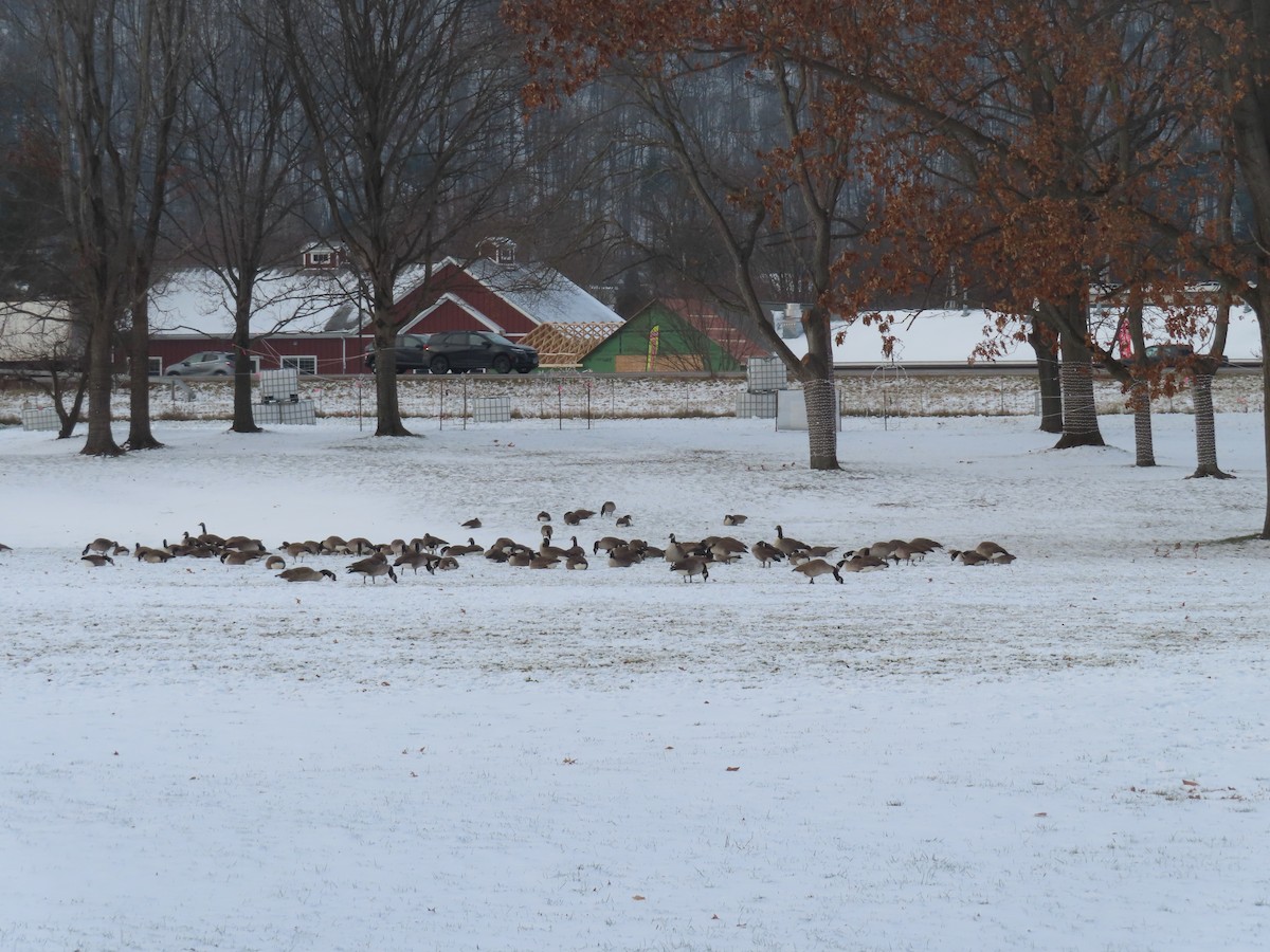 Kanadagans - ML646453716