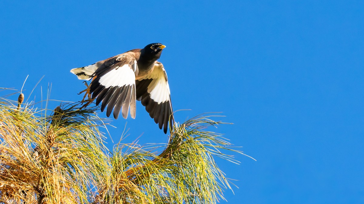 Common Myna - ML646453717