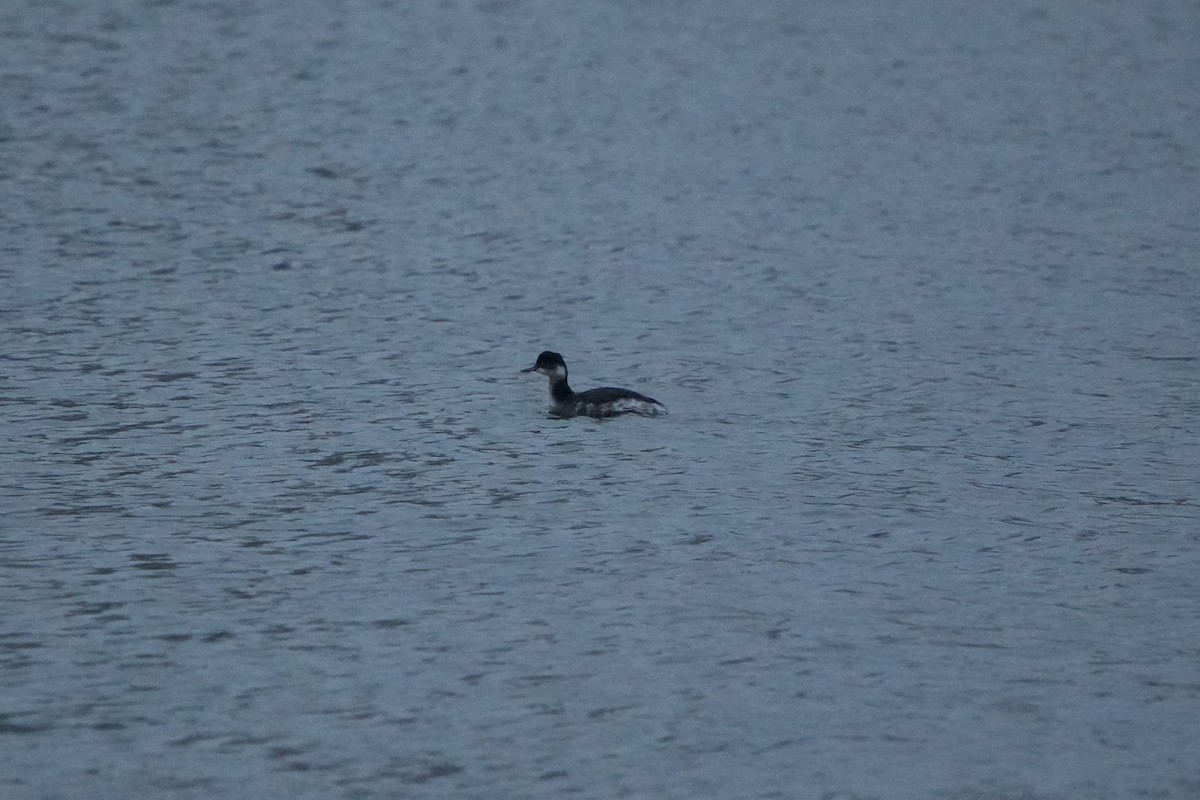 Eared Grebe - ML646453722