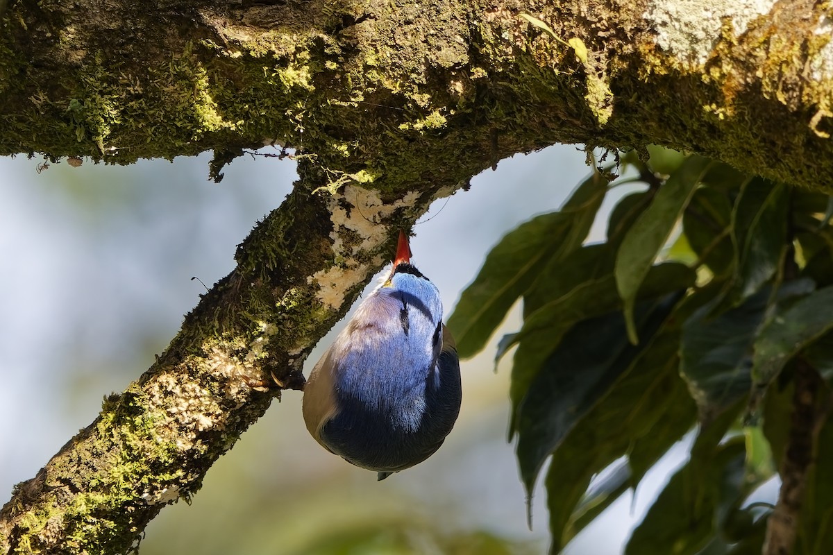 Velvet-fronted Nuthatch - ML646453724