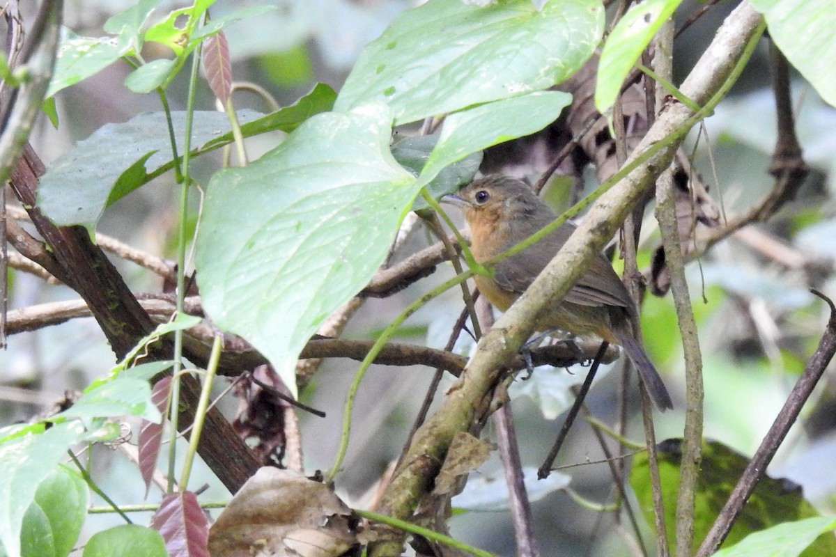 Dusky Antbird - ML646453726