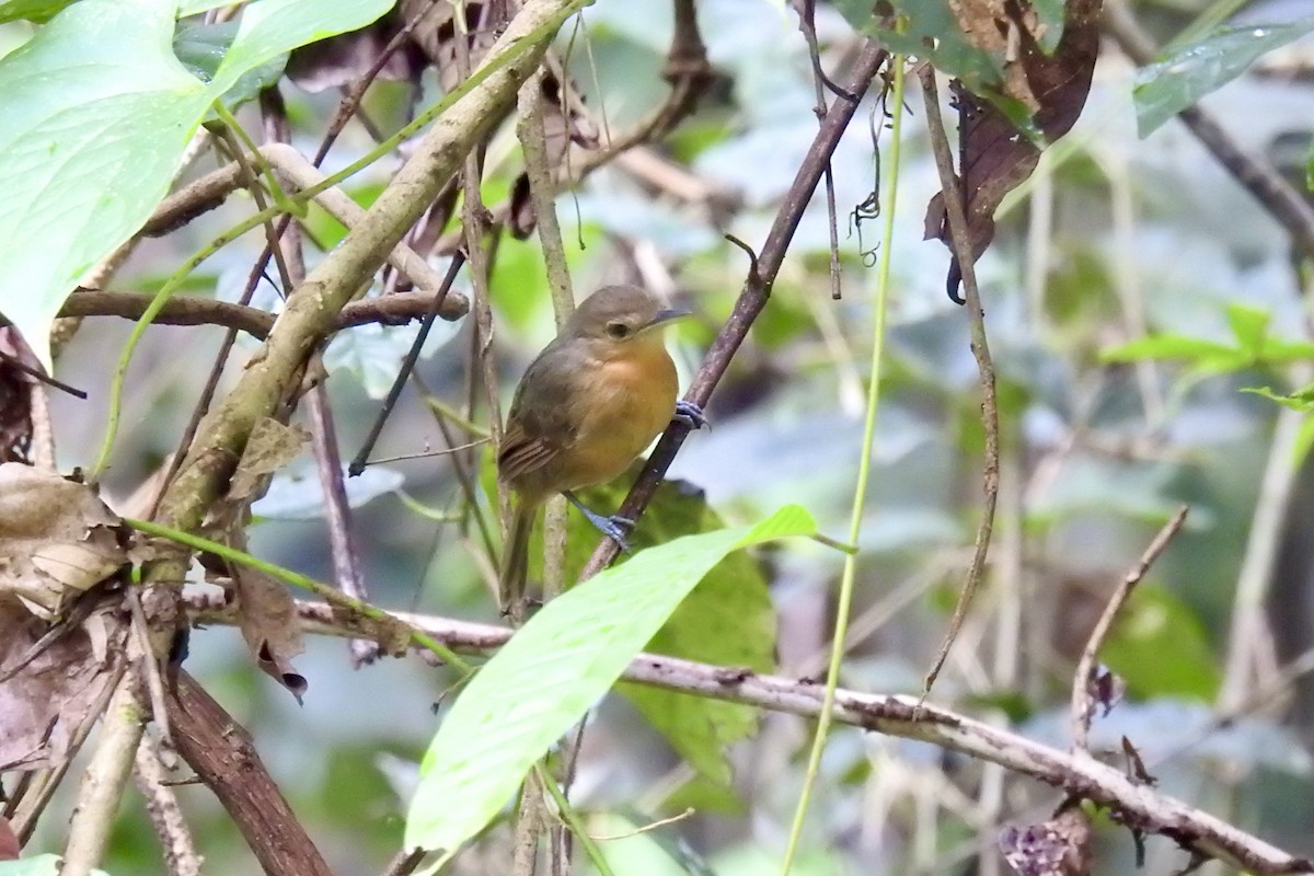 Dusky Antbird - ML646453732