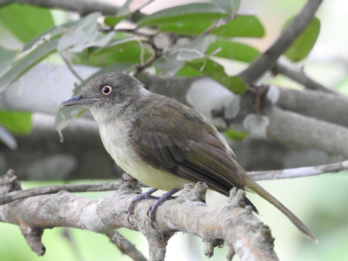 Sulphur-bellied Tyrant-Manakin - ML646453733