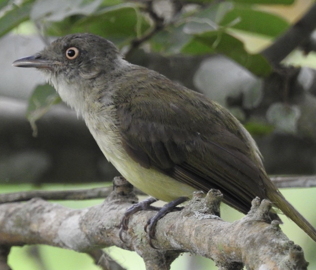 Sulphur-bellied Tyrant-Manakin - ML646453734