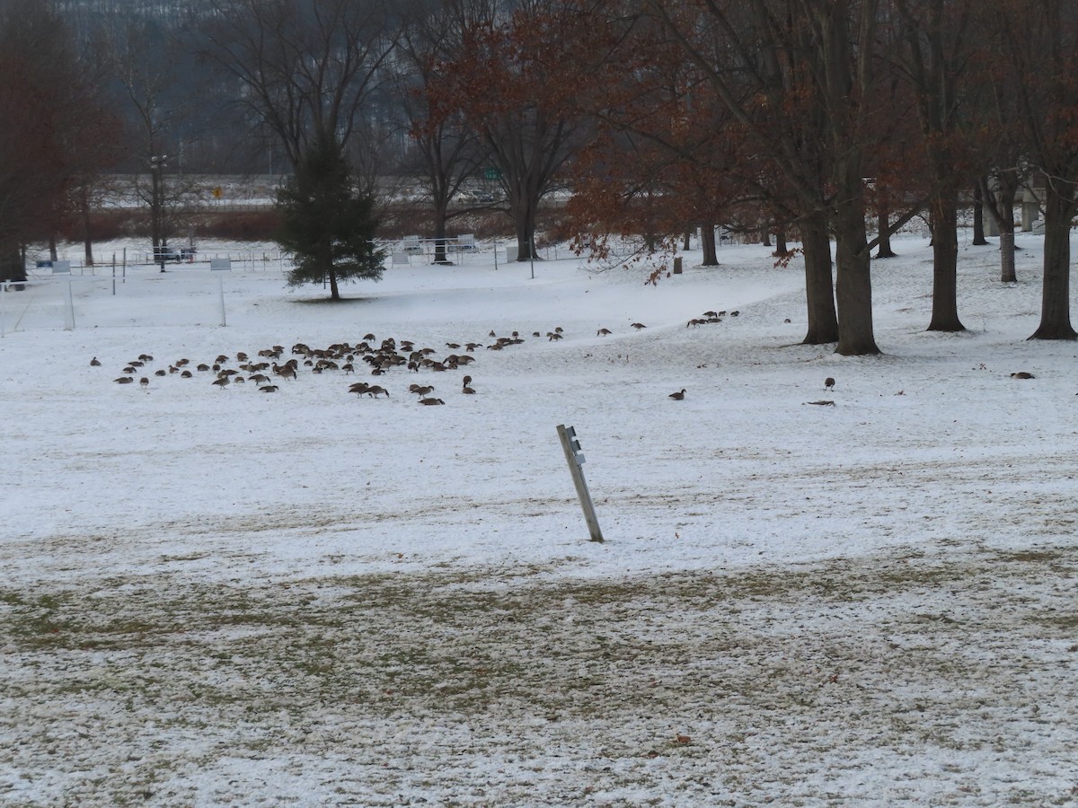 Kanadagans - ML646453735