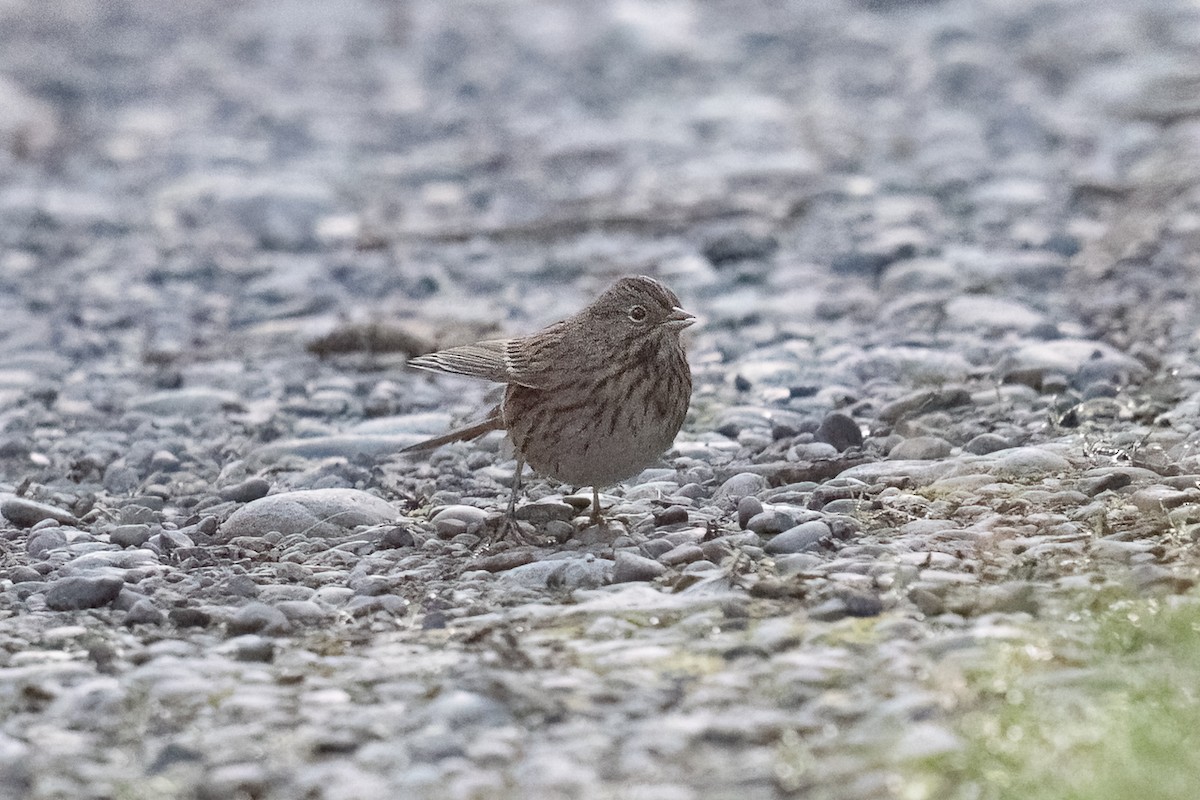 strnadec pruhohlavý - ML646453736