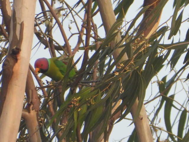 Plum-headed Parakeet - ML646453737