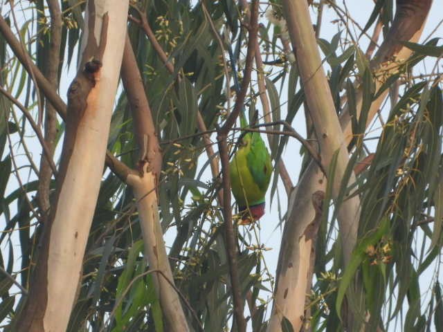 Plum-headed Parakeet - ML646453738