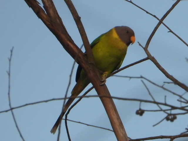 Plum-headed Parakeet - ML646453739