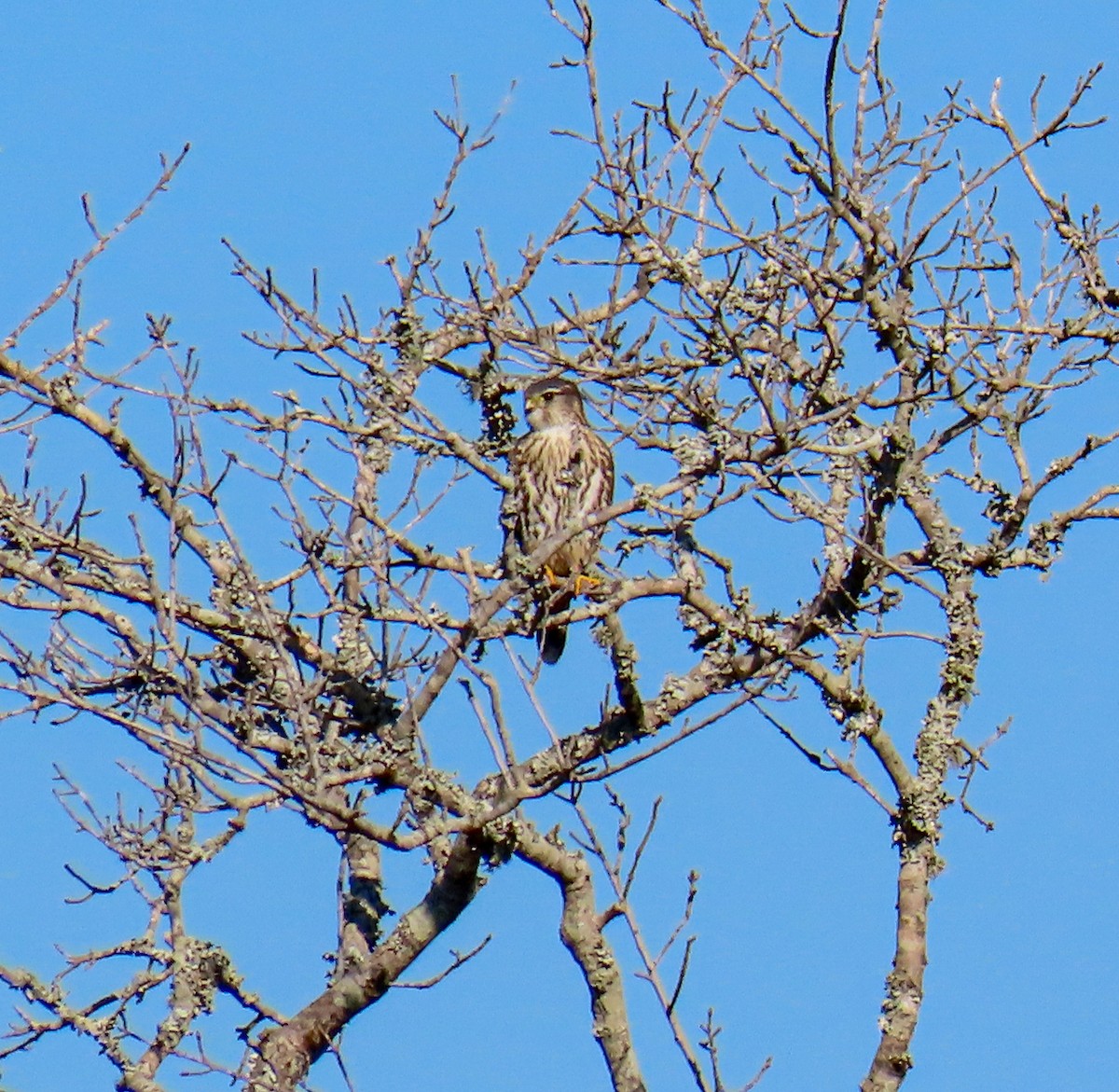 Merlin - ML646453744